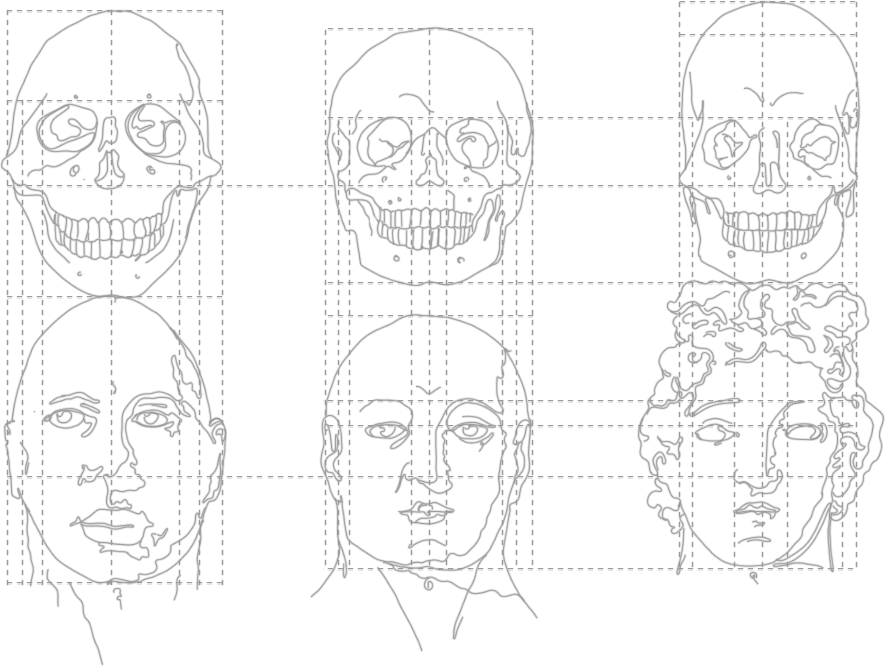 Ilustración de estudio anatómico del cráneo humano